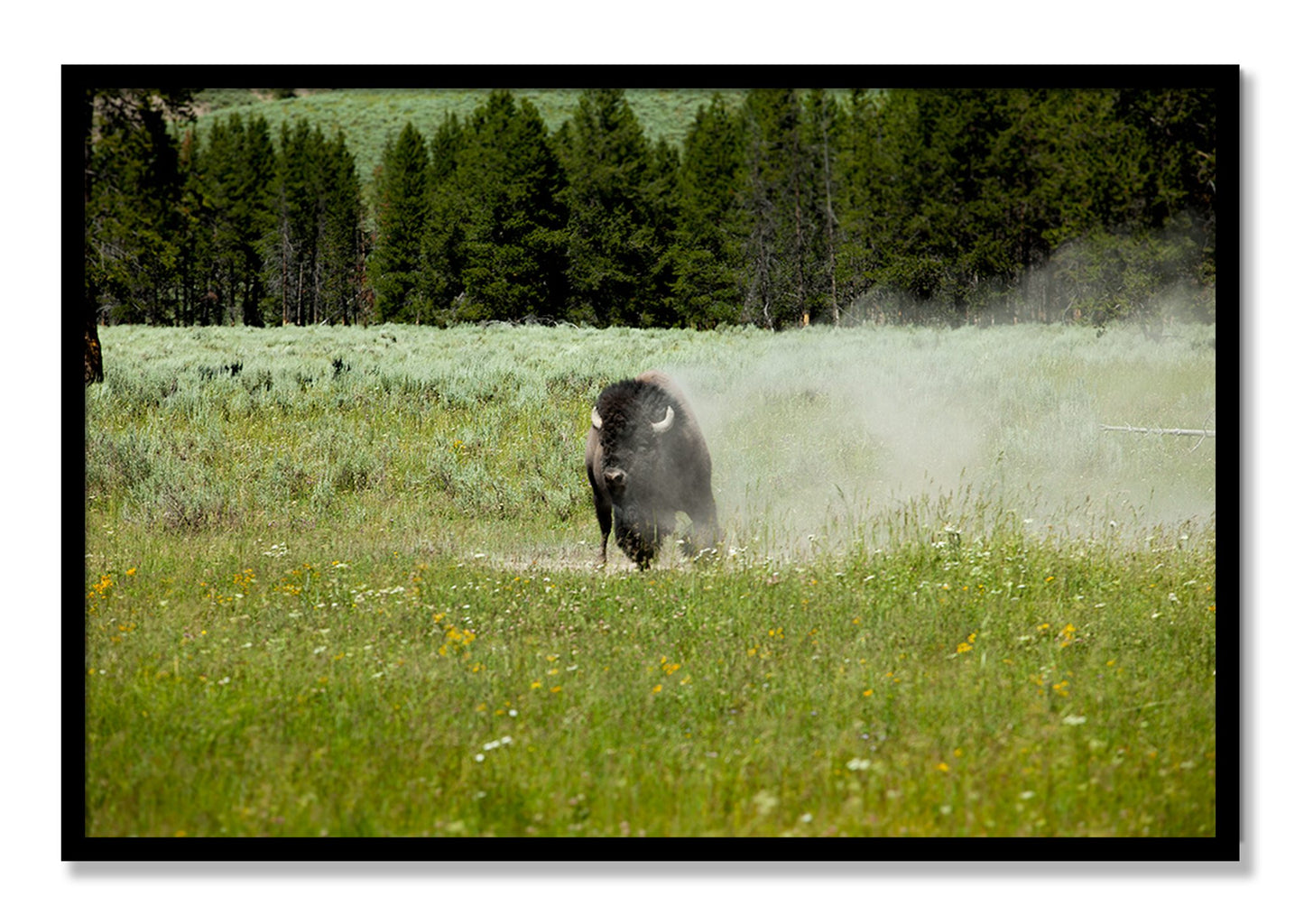 Framed photograph of Yellowstone by Dylan Ozanich, Black frame, Full Bleed