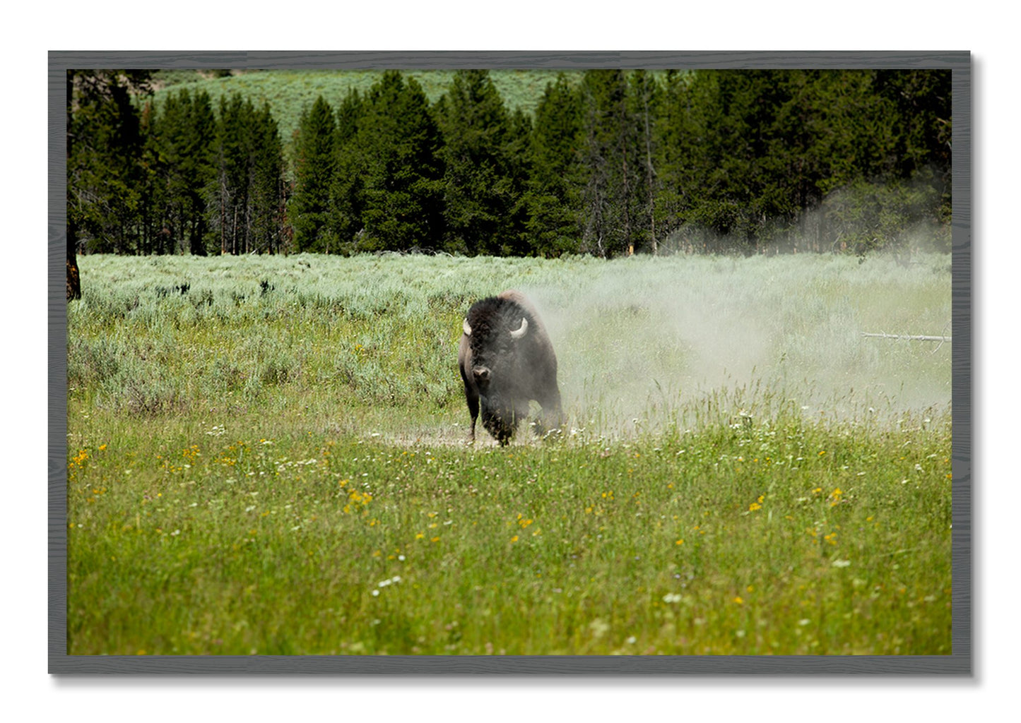 Framed photograph of Yellowstone by Dylan Ozanich, Grey frame, Full Bleed
