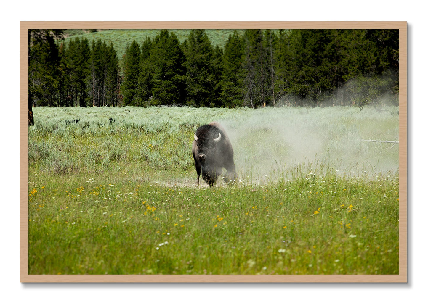 Framed photograph of Yellowstone by Dylan Ozanich, Oak frame, Full Bleed