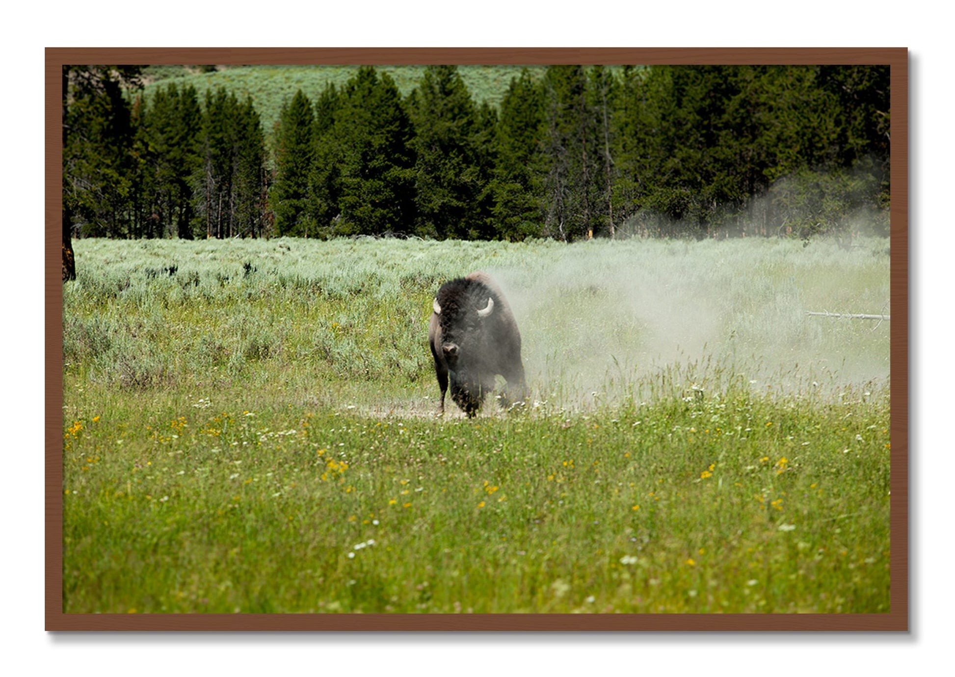 Framed photograph of Yellowstone by Dylan Ozanich, Walnut frame, Full Bleed