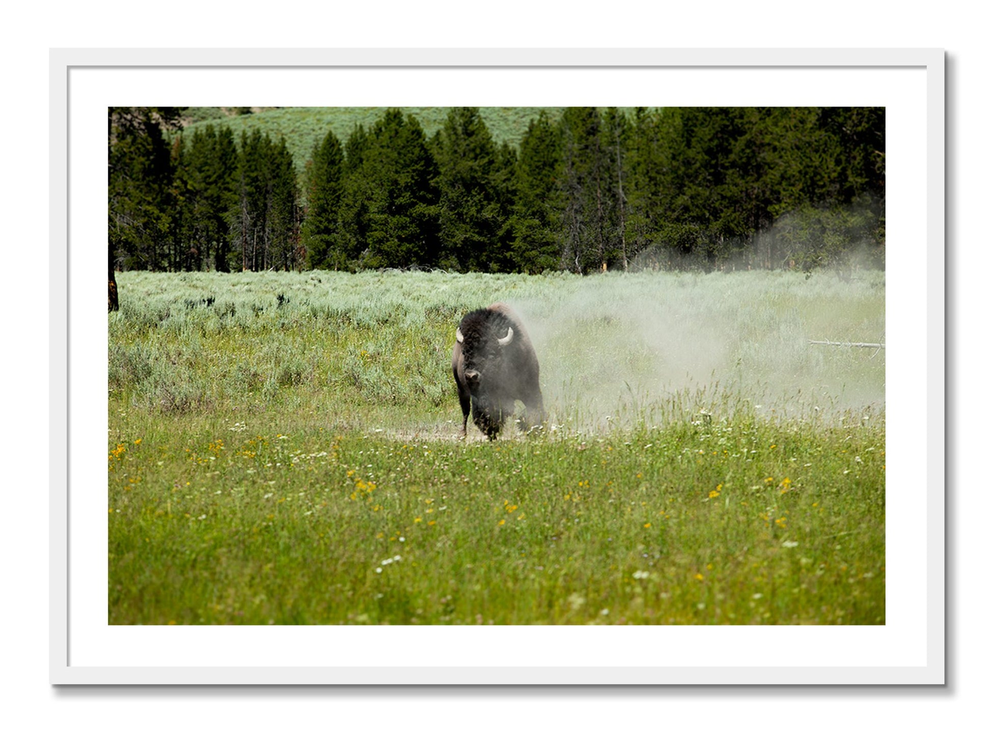 Framed photograph of Yellowstone by Dylan Ozanich, White frame, Full Bleed