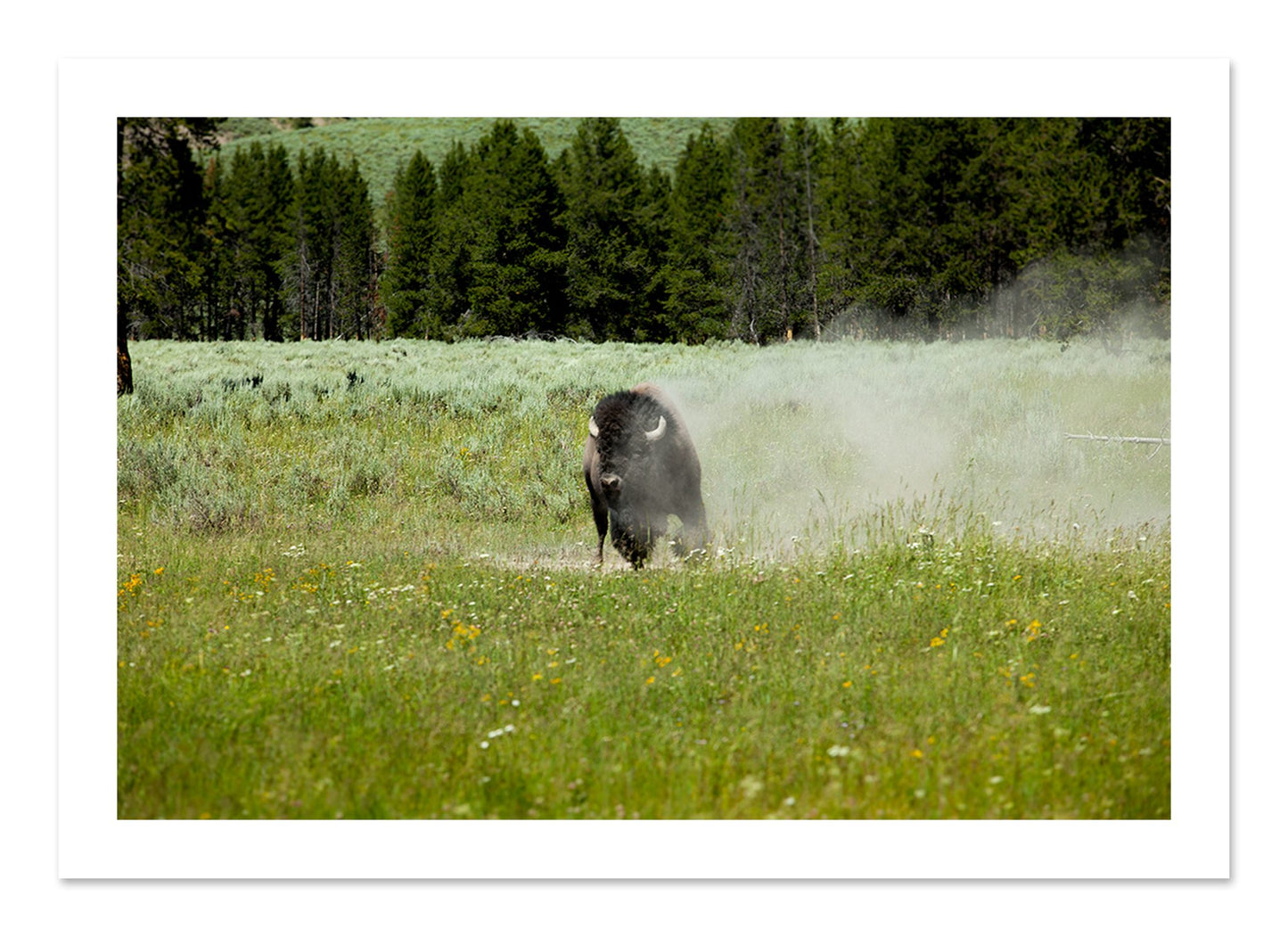 Fine art print of Yellowstone by Dylan Ozanich, unframed