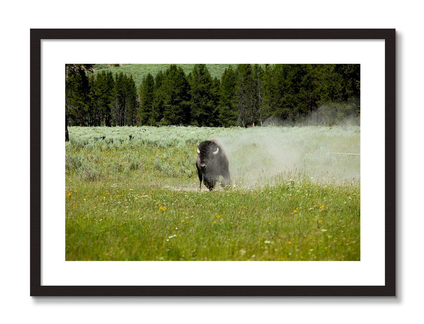 Framed photograph of Yellowstone by Dylan Ozanich, Black frame, Borders
