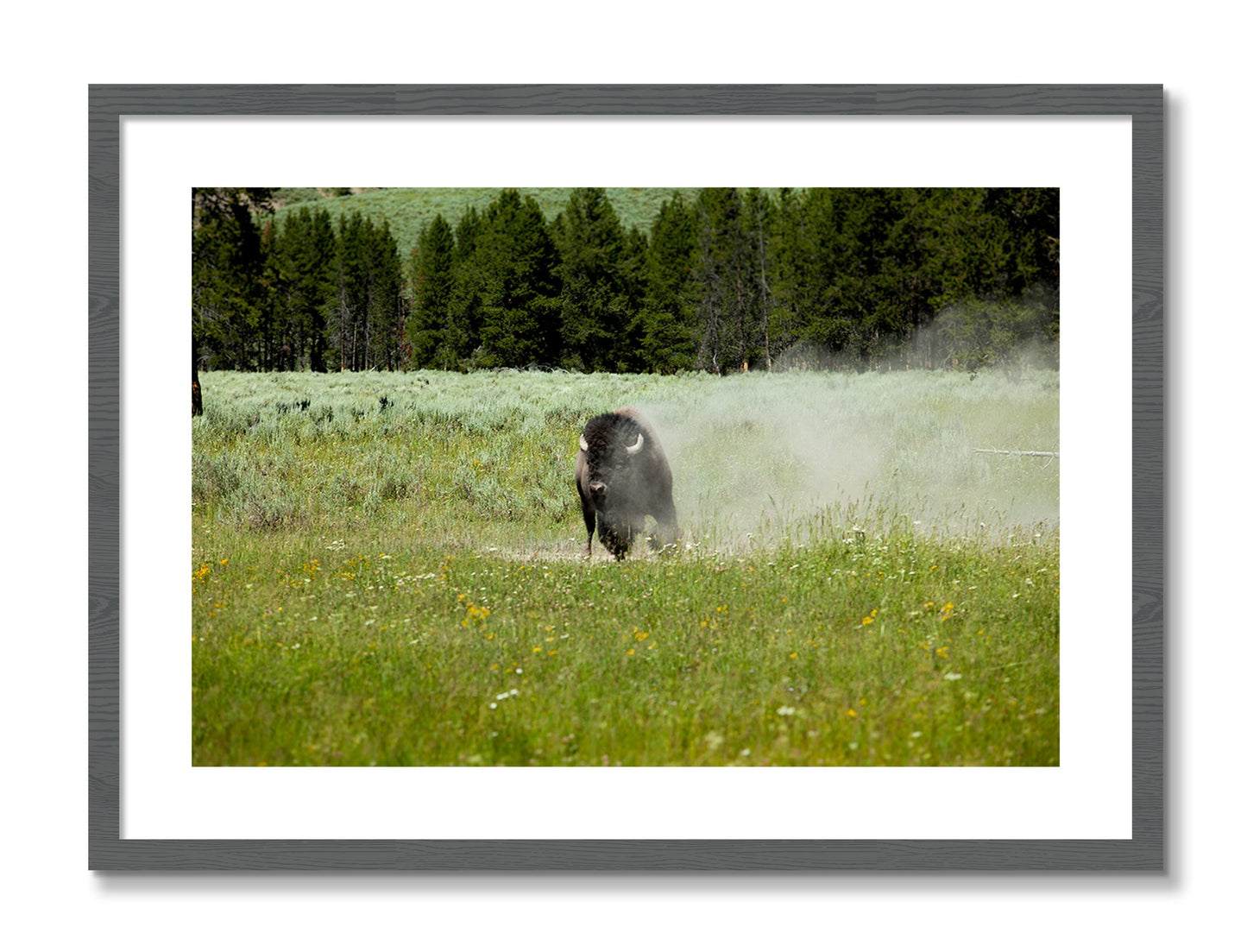Framed photograph of Yellowstone by Dylan Ozanich, Grey frame, Borders