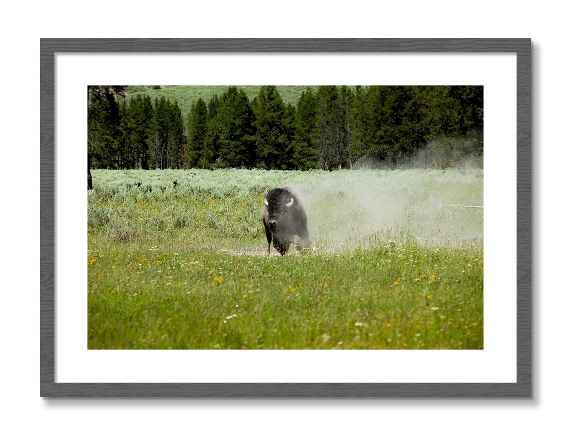 Framed photograph of Yellowstone by Dylan Ozanich, Grey frame, Borders
