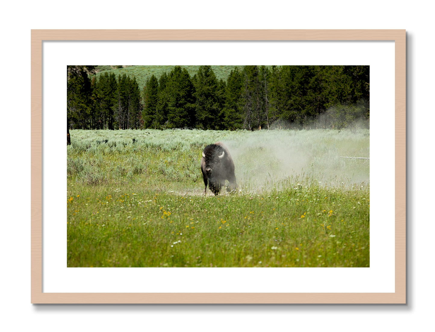Framed photograph of Yellowstone by Dylan Ozanich, Maple frame, Borders