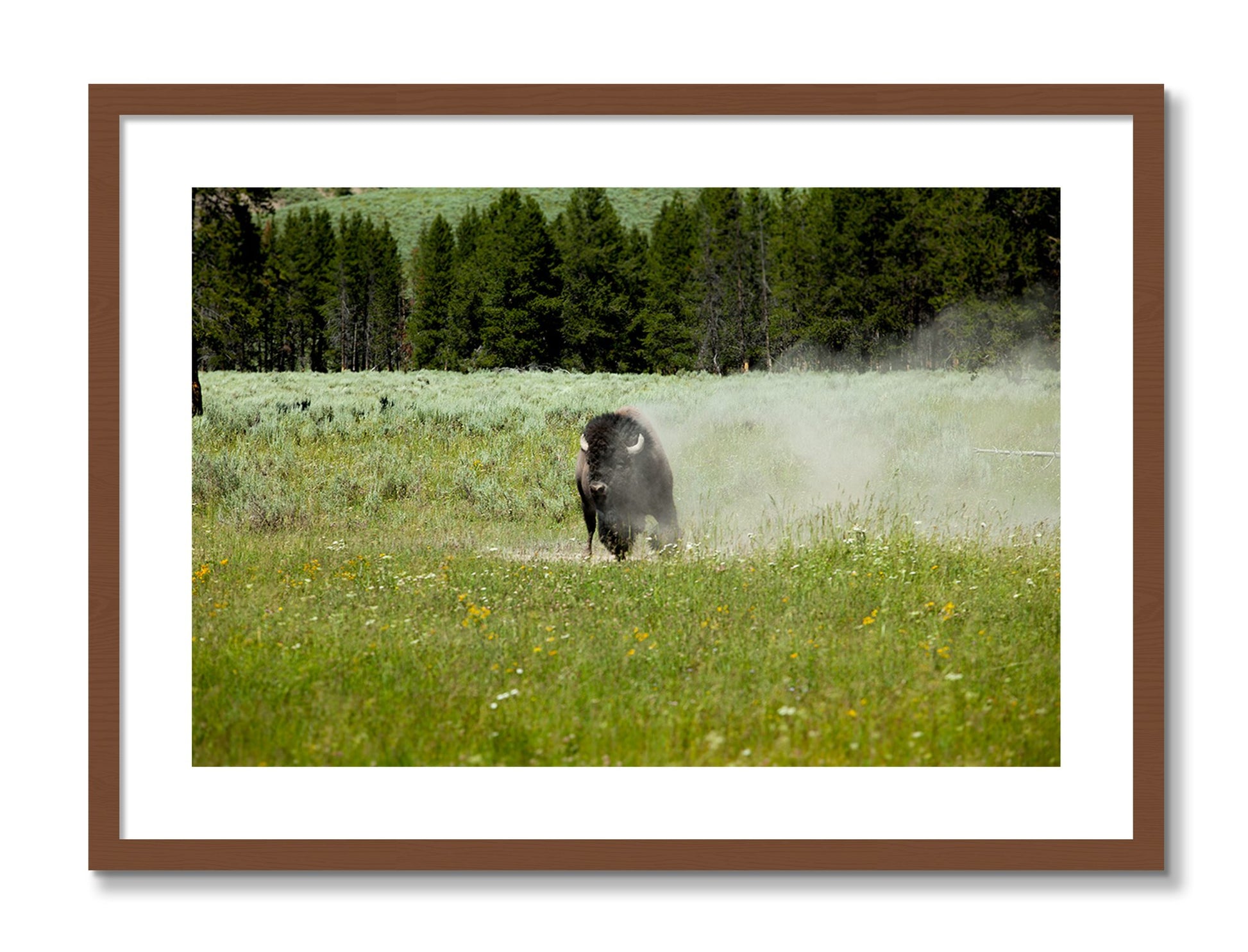 Framed photograph of Yellowstone by Dylan Ozanich, Walnut frame, Borders