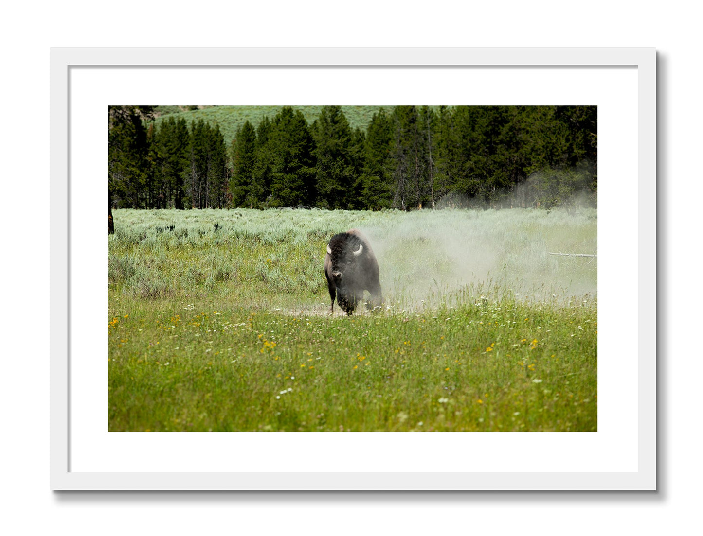 Framed photograph of Yellowstone by Dylan Ozanich, White frame, Borders