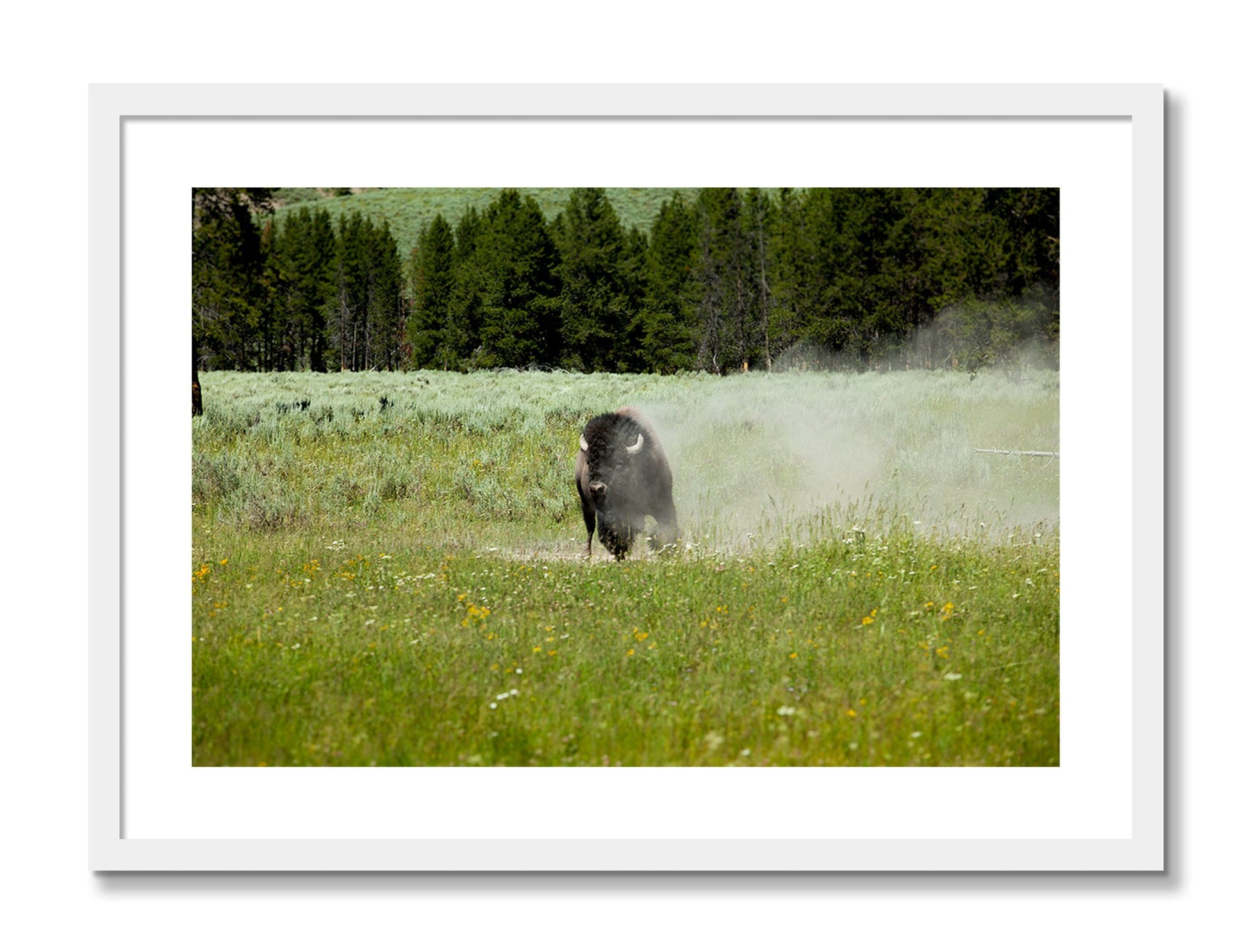 Framed photograph of Yellowstone by Dylan Ozanich, White frame, Borders