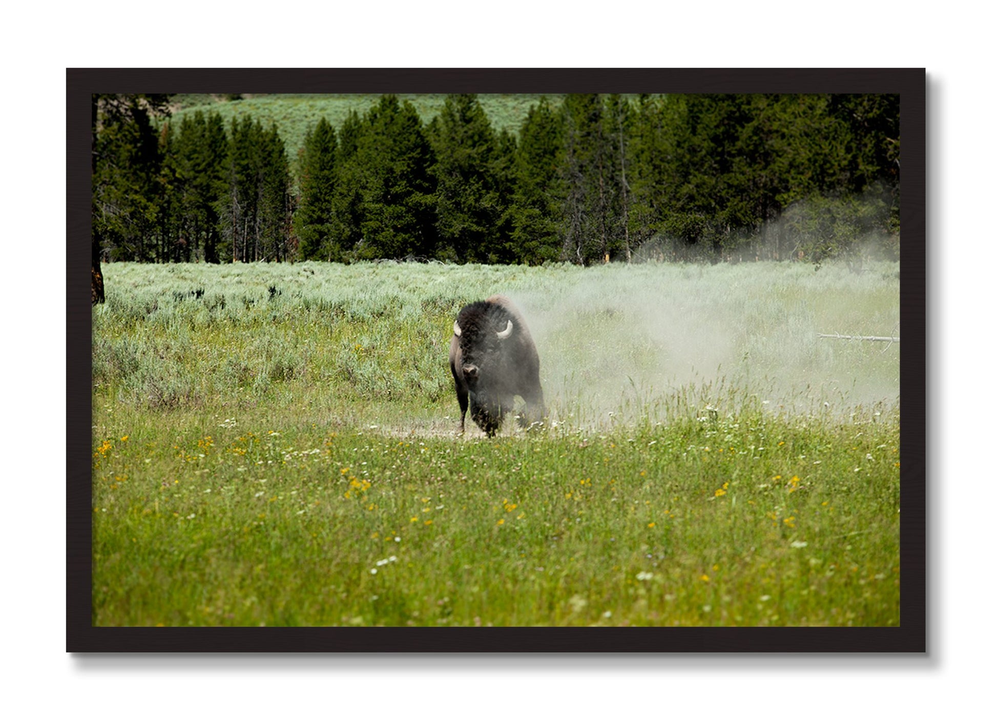 Framed photograph of Yellowstone by Dylan Ozanich, Black Walnut frame, Full Bleed