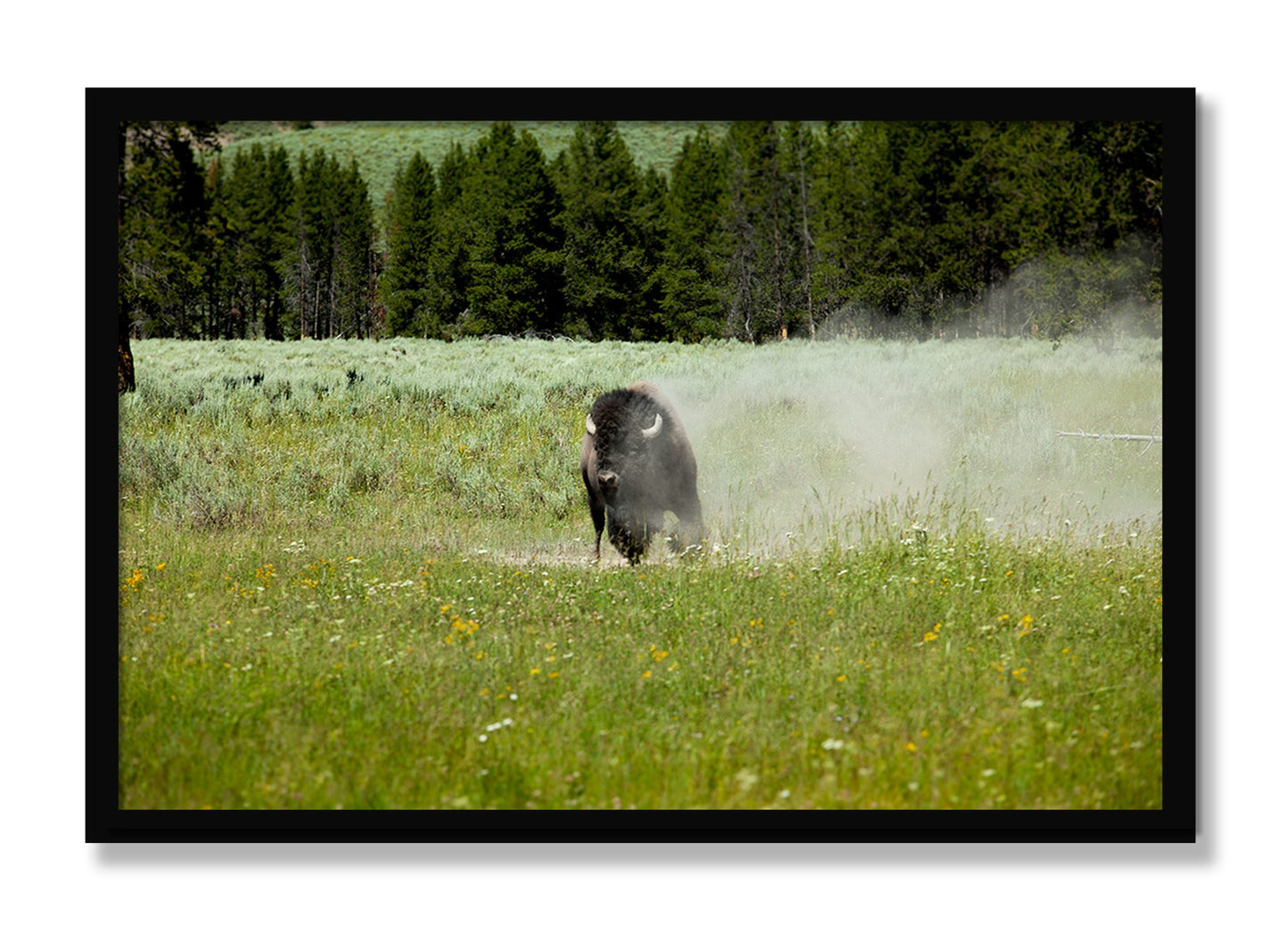 Framed photograph of Yellowstone by Dylan Ozanich, Black frame, Full Bleed