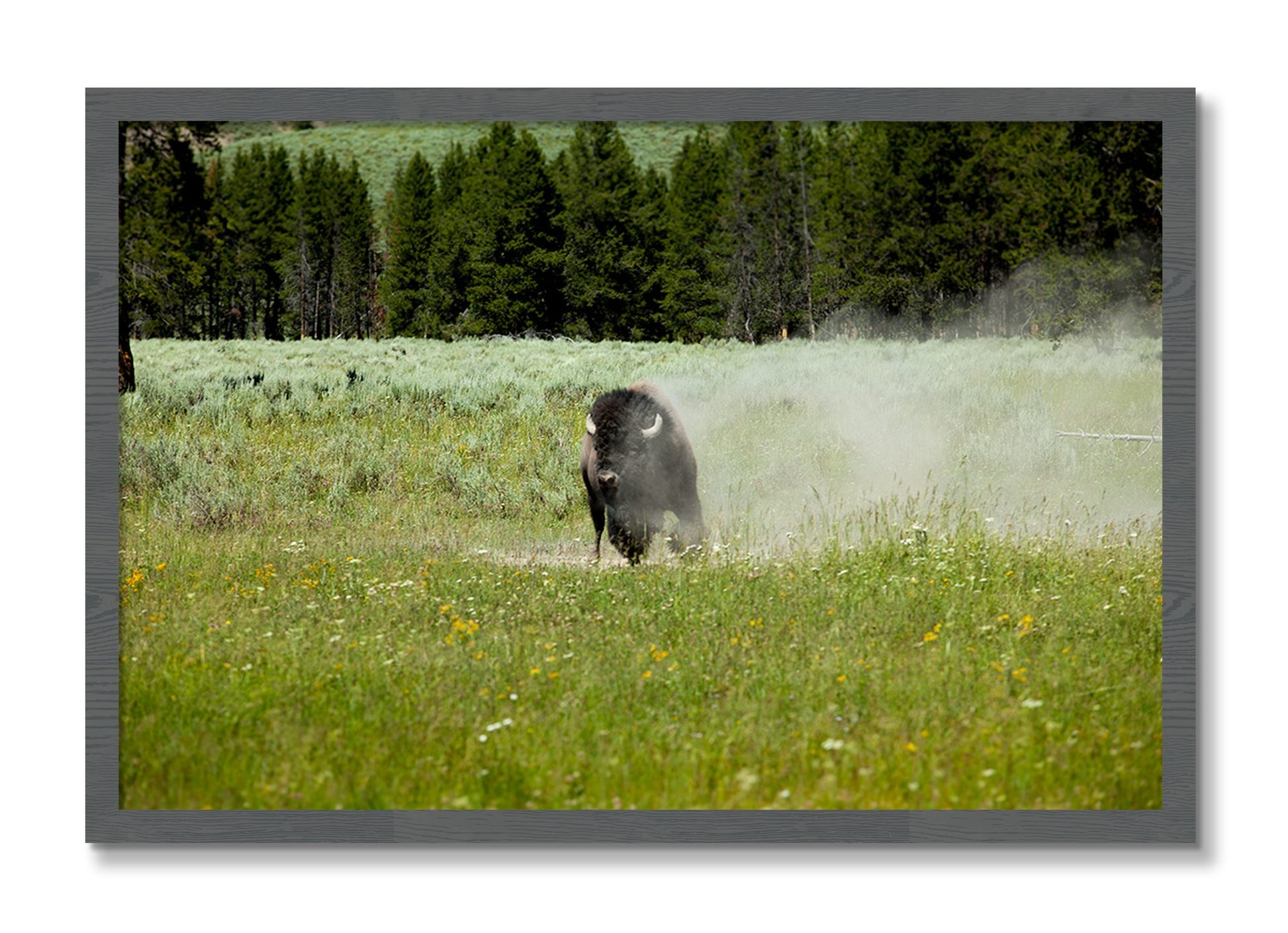 Framed photograph of Yellowstone by Dylan Ozanich, Grey frame, Full Bleed