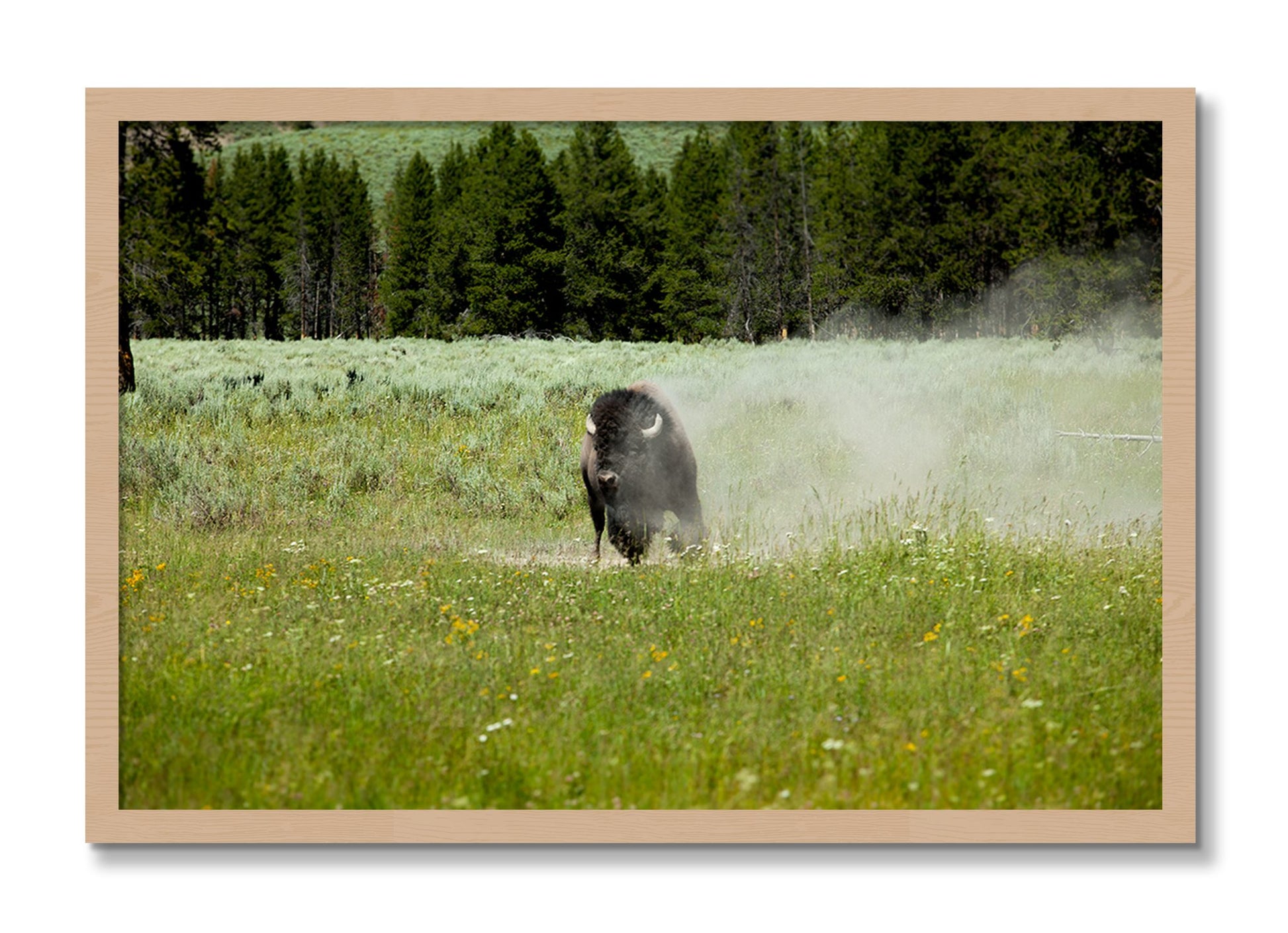 Framed photograph of Yellowstone by Dylan Ozanich, Oak frame, Full Bleed