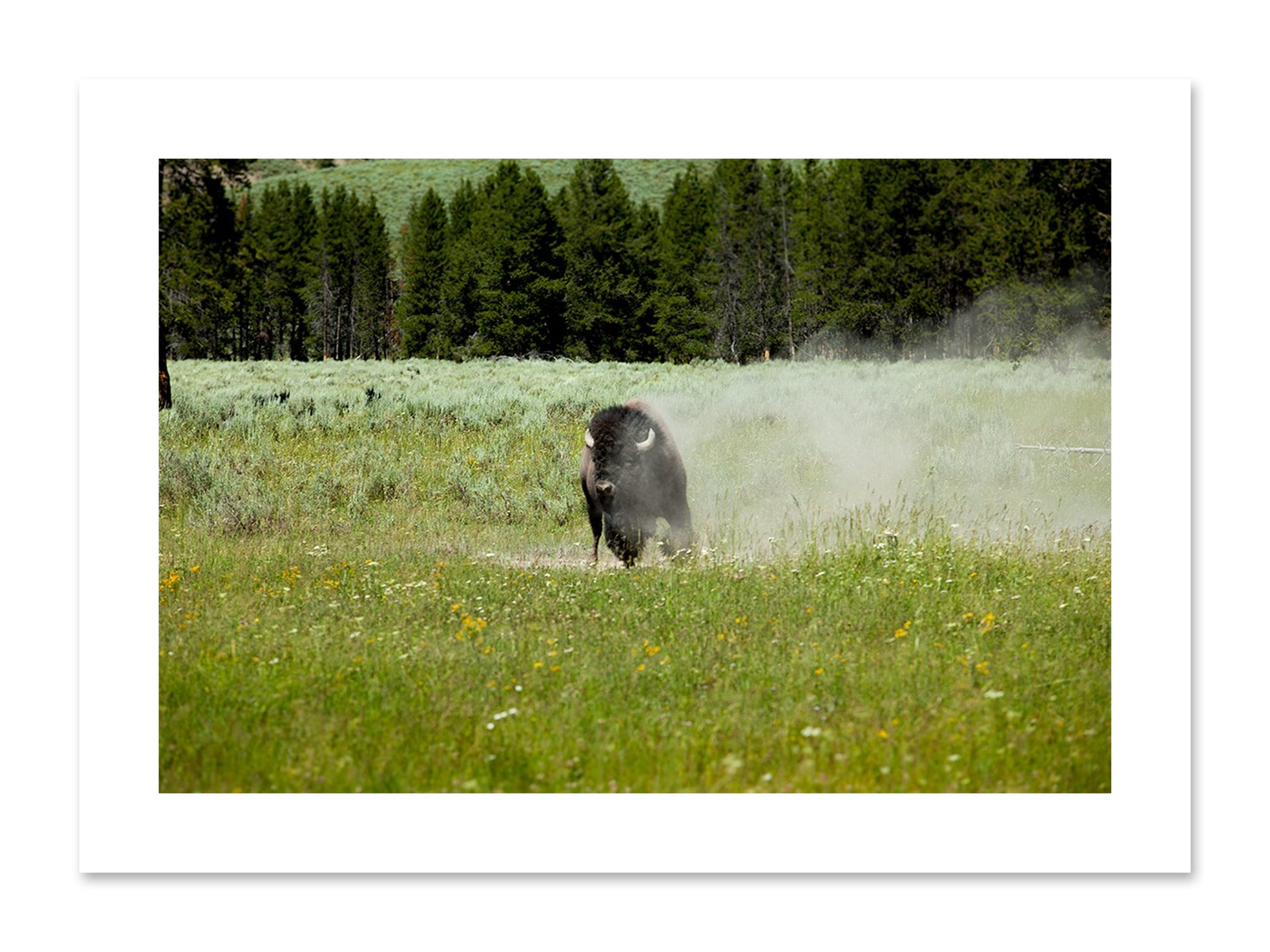 Fine art print of Yellowstone by Dylan Ozanich, unframed